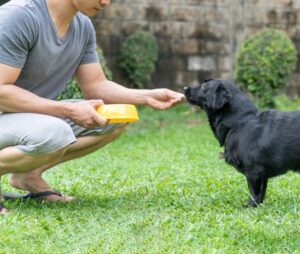 Make roti and feed it to the dog
