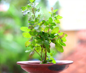 Tulsi Plant