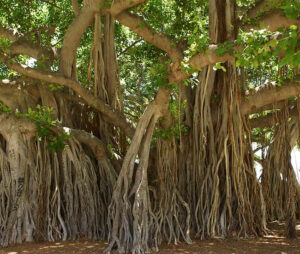Banyan Tree