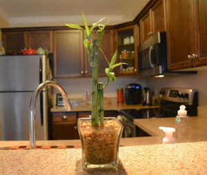 Bamboo Plant