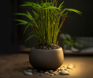 Bamboo Plant