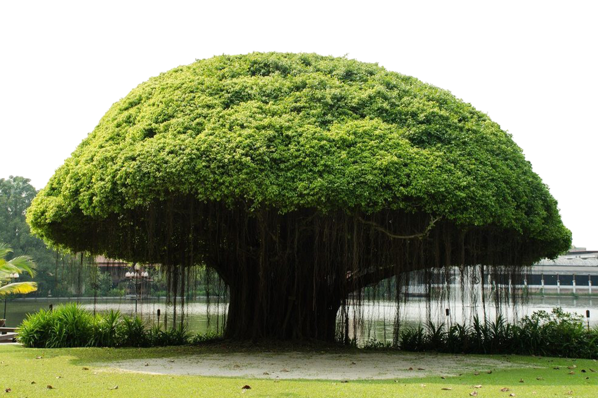 Banyan Tree